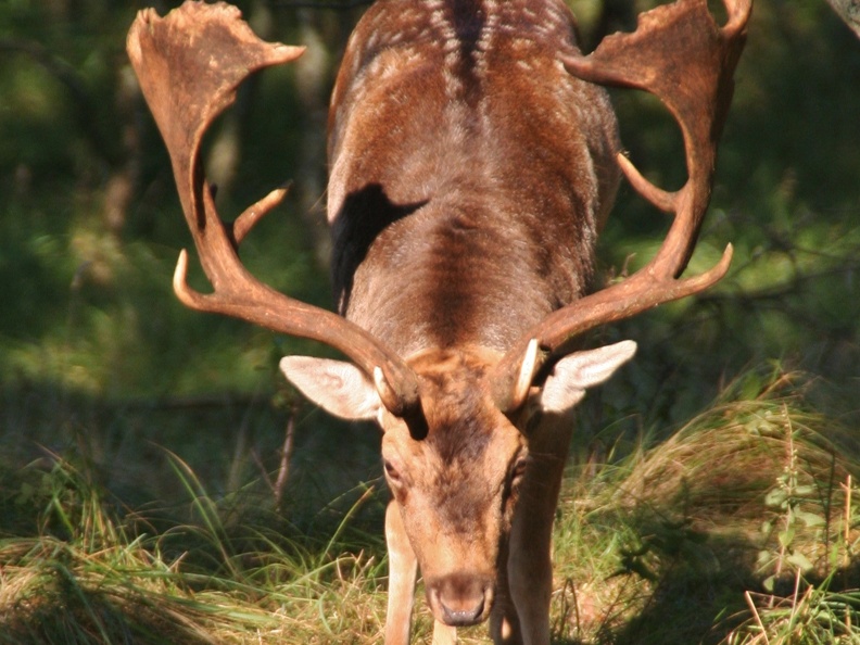 2011-9-duinen-011