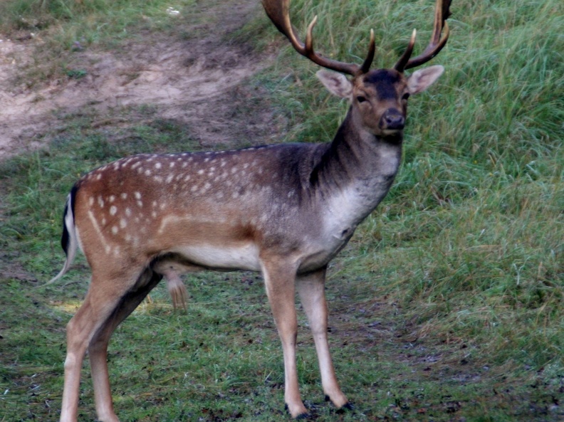 2011-9-duinen-030