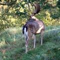 2011-9-duinen-032