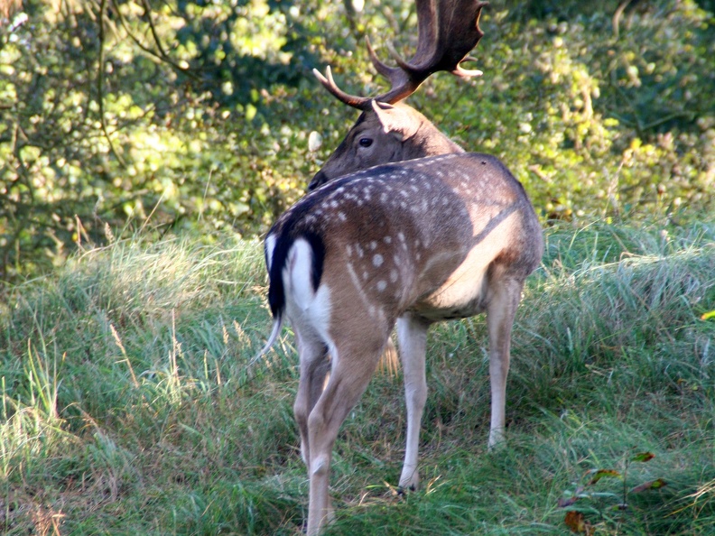 2011-9-duinen-032