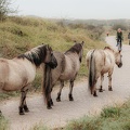 3-koniks-2-fietsers-minder-helderheid-Monique-van-Middelkoop