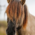 Konik-portret-minder-helderheid-Monique-van-Middelkoop