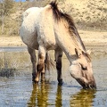 Konik-staand-Monique-van-Middelkoop