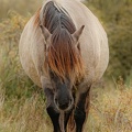 approaching-konik-minder-helderheid-Monique-van-Middelkoop