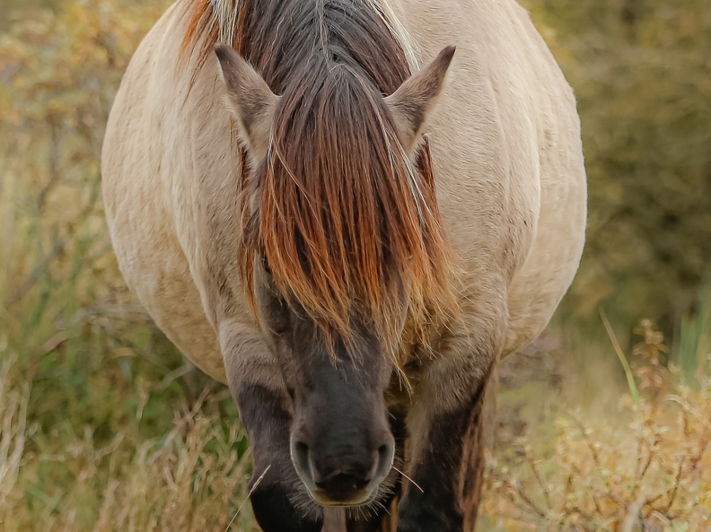 approaching-konik-minder-helderheid-Monique-van-Middelkoop