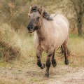 running-konik-minder-helderheid-Monique-van-Middelkoop