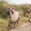 running-koniks-3-minder-helderheid-Monique-van-Middelkoop