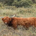 Hooglander-close-Monique-van-Middelkoop