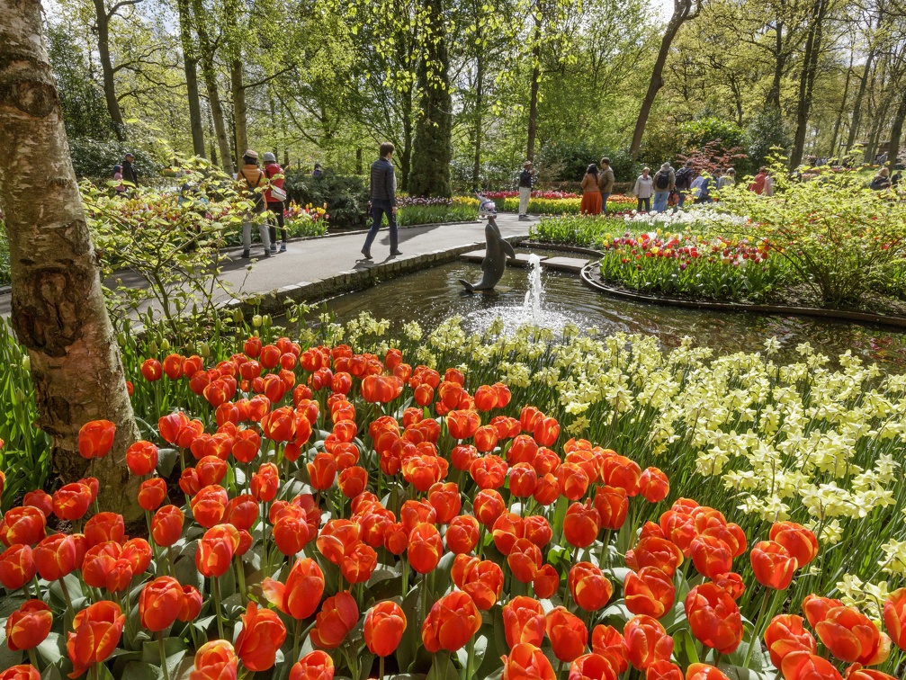Keukenhof-Red-Tulips-and-Fountain-Laurens-Lindhout-Rechtenvrij