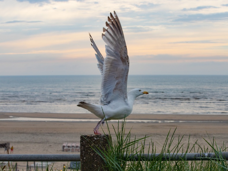 IMG-0630-zeemeeuw-zandvoort