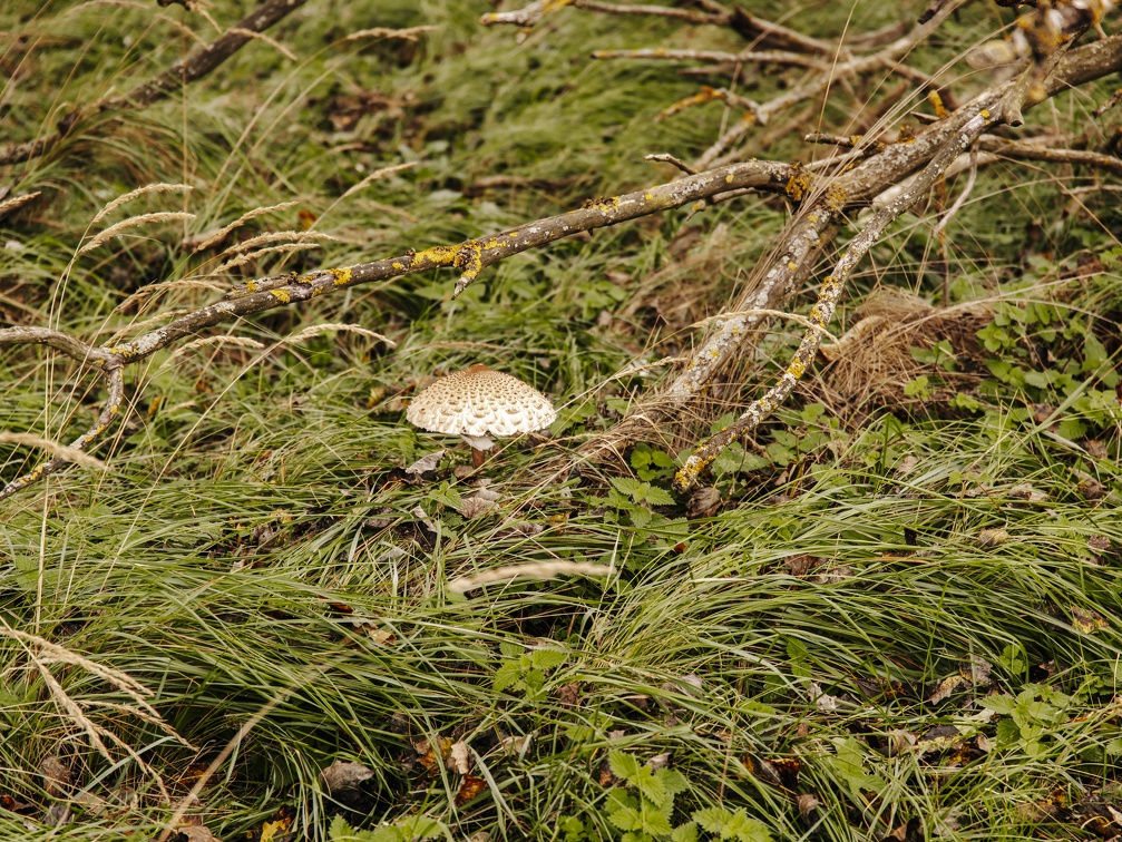 FZXAmsterdamse waterleiding duinen 