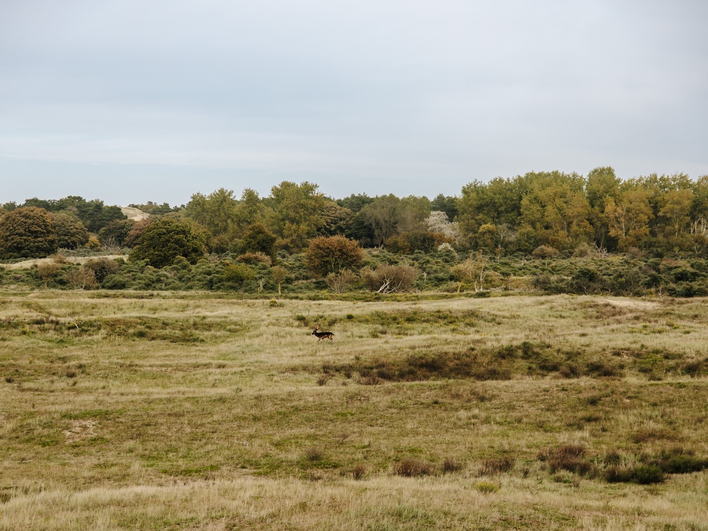 FZXAmsterdamse waterleiding duinen  11