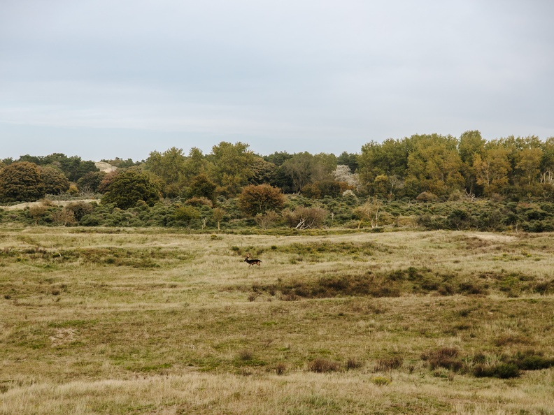 FZXAmsterdamse waterleiding duinen  11