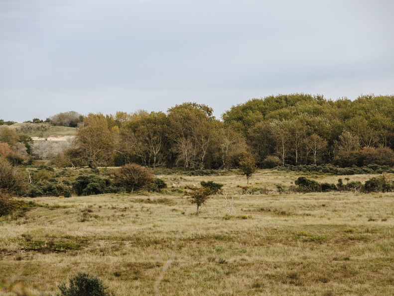 FZXAmsterdamse waterleiding duinen  10