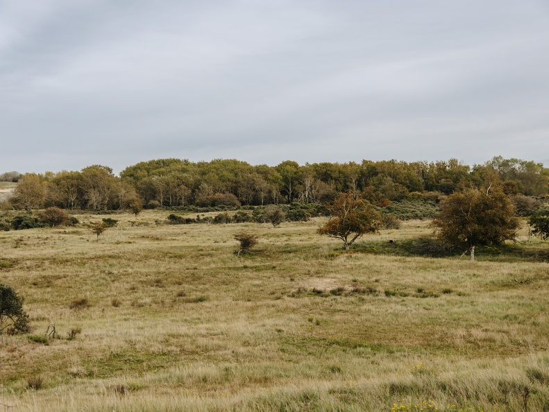 FZXAmsterdamse waterleiding duinen  9