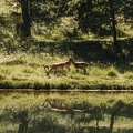 FZXAmsterdamse waterleiding duinen  24