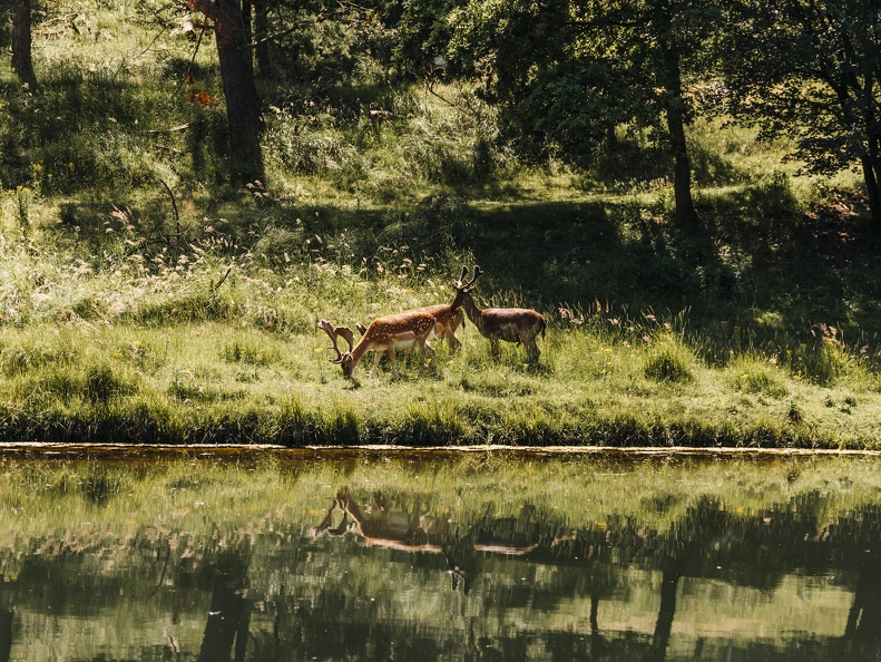 FZXAmsterdamse waterleiding duinen  24