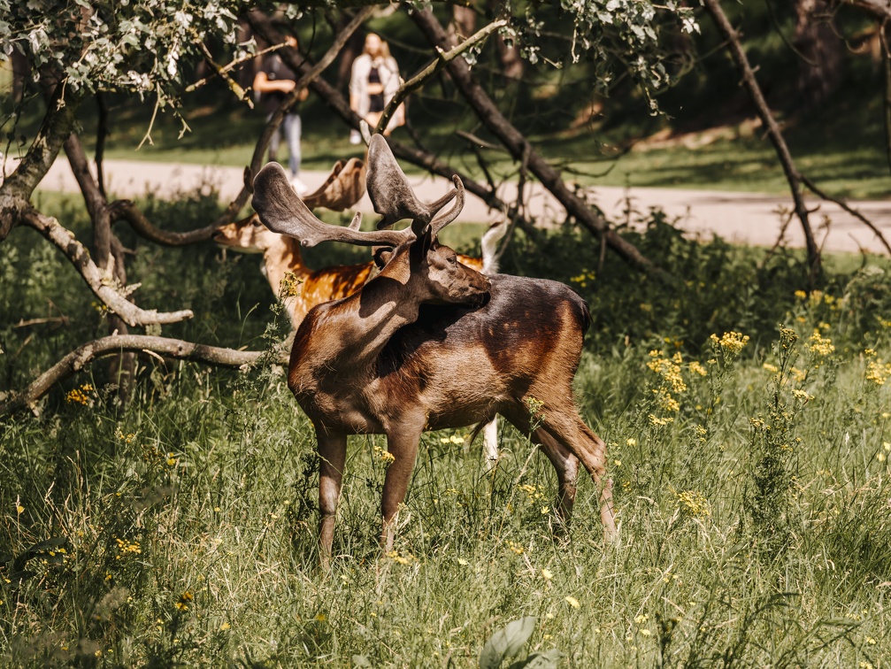 FZXAmsterdamse waterleiding duinen  23