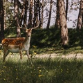 FZXAmsterdamse waterleiding duinen  21