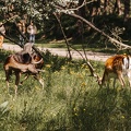 FZXAmsterdamse waterleiding duinen  22