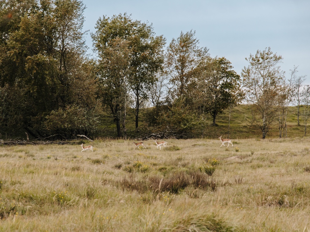 FZXAmsterdamse waterleiding duinen  19