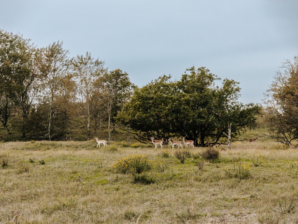 FZXAmsterdamse waterleiding duinen  20