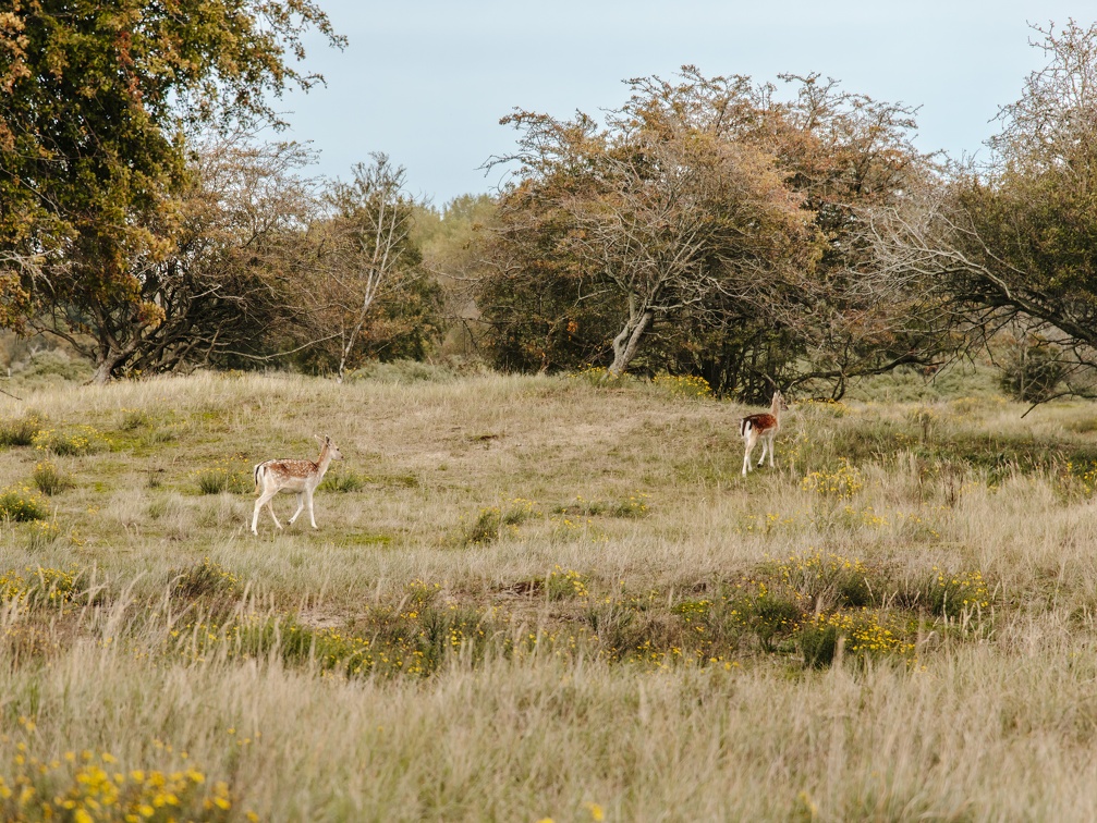 FZXAmsterdamse waterleiding duinen  18