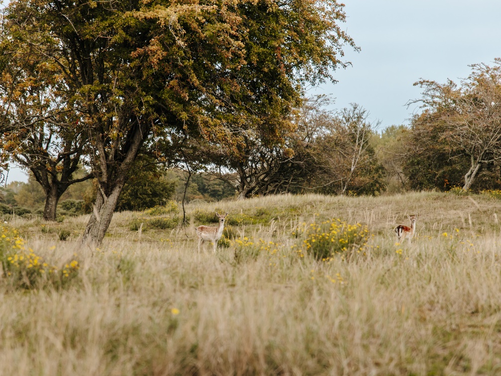 FZXAmsterdamse waterleiding duinen  17