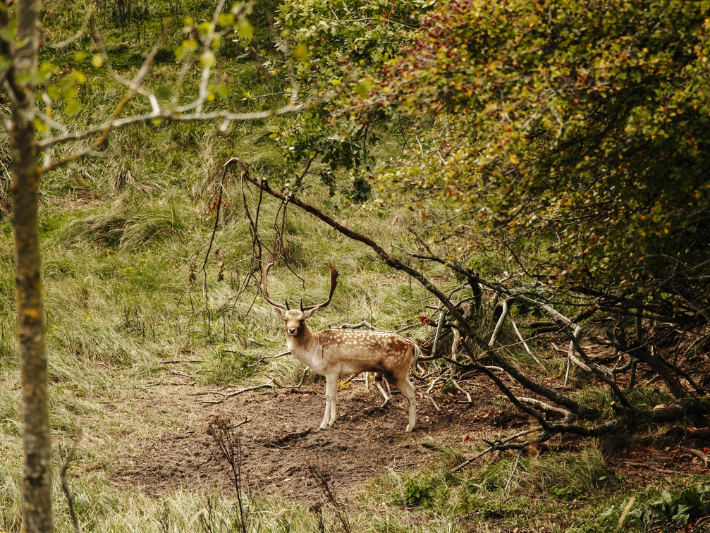 FZXAmsterdamse waterleiding duinen  12