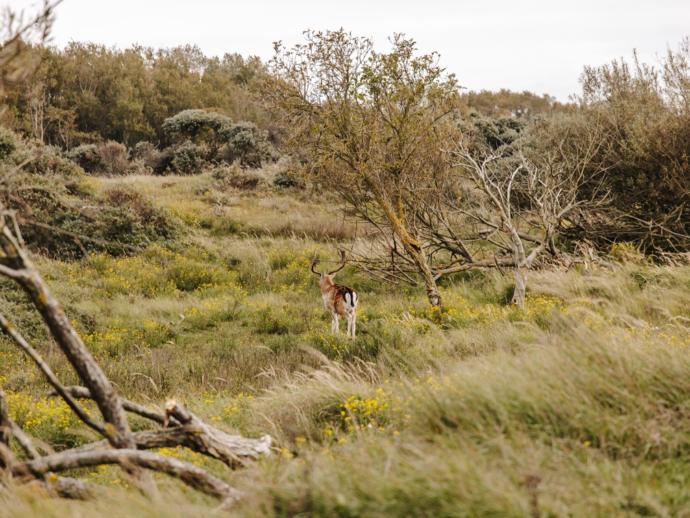 FZXAmsterdamse waterleiding duinen  2