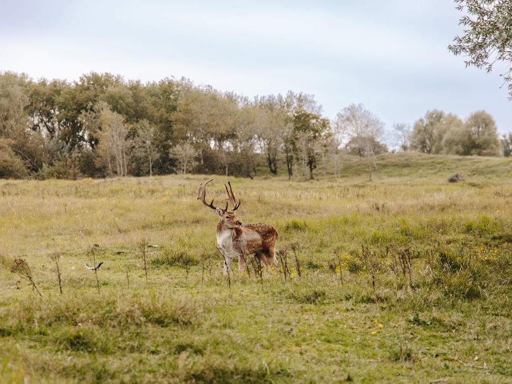 FZXAmsterdamse waterleiding duinen  1