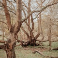 Amsterdam Waterleidingduinen Zandvoort image00226