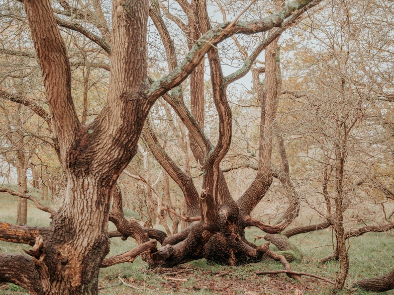 Amsterdam Waterleidingduinen Zandvoort image00226