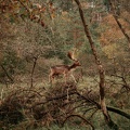 Amsterdam Waterleidingduinen Zandvoort image00227