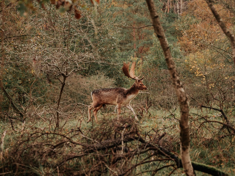 Amsterdam Waterleidingduinen Zandvoort image00227