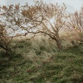 Amsterdam Waterleidingduinen Zandvoort image00235