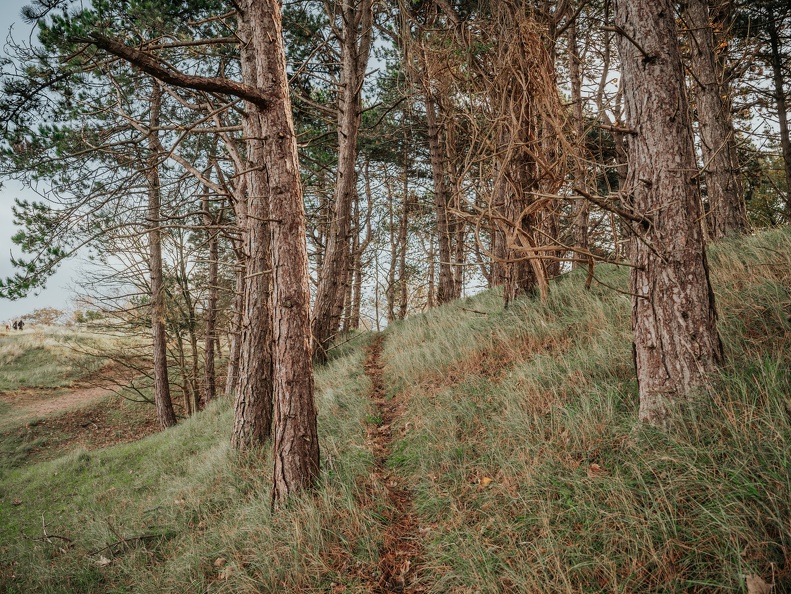 Amsterdam Waterleidingduinen Zandvoort image00244