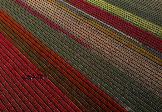Air Photo Field of Red Tulips-Cris Toala Olivares-Rechtenvrij