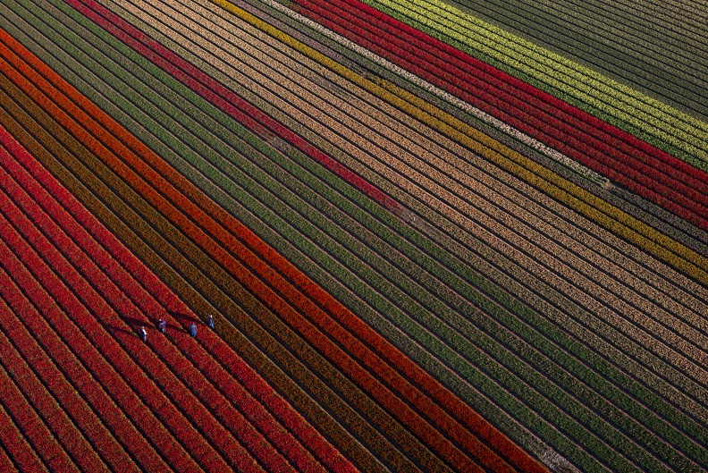 Air Photo Field of Red Tulips-Cris Toala Olivares-Rechtenvrij.jpg