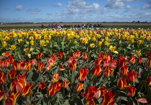 Keukenhof Group of Tourists-Cris Toala Olivares-Rechtenvrij