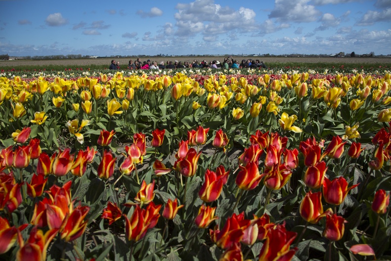 Keukenhof Group of Tourists-Cris Toala Olivares-Rechtenvrij.jpg