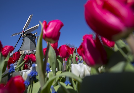 Keukenhof Windmill  &amp; Tulips