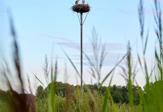 202308 Buitenplaats Leyduin Ooievaars 1 Laurence Harms.jpg compressed