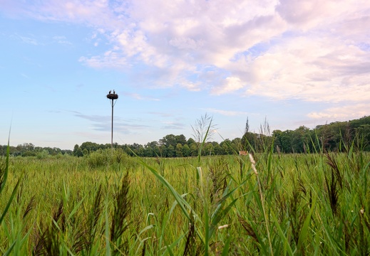 202308 Buitenplaats Leyduin Ooievaars 3 Laurence Harms.jpg compressed