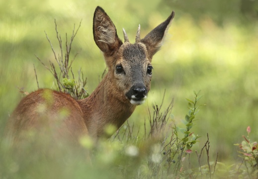 Ree, Roe Deer, Capreolus capreolus - Els Branderhorst - Buiten-beeld - 186811.jpg compressed