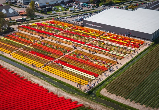 BdK Tulipexperience-1