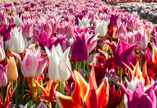 Tulip Experience Amsterdam - 10
