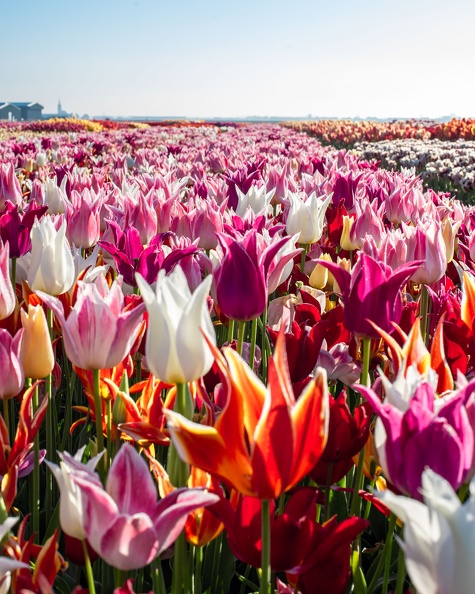 Tulip Experience Amsterdam - 10.jpeg
