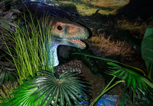 World of Dinos zk 212
